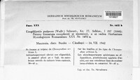Physoderma pulposum image